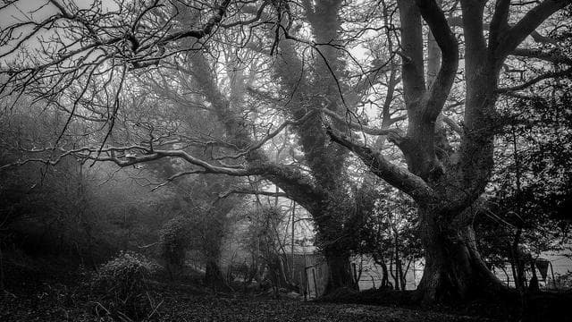 Veterans Memorial Ceremony Full Coverage